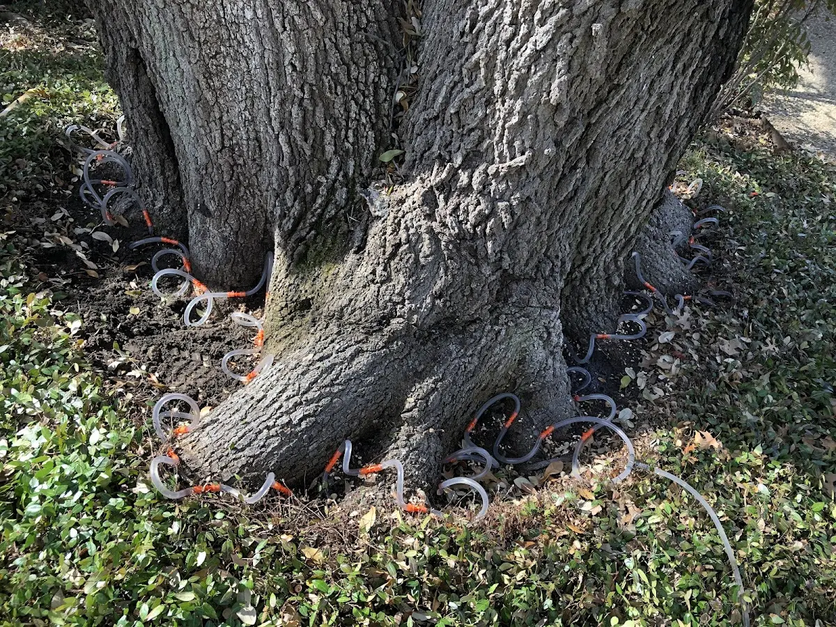 Detailed Tree Cabling and Bracing job site in Amissville